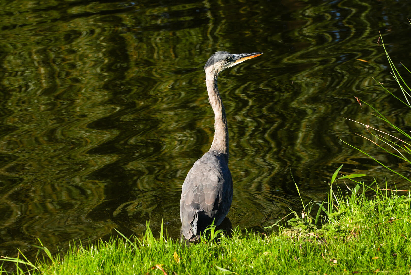 Elwynn_Green_Fleetwood_Area_photography 5 Elwynn_Green_Fleetwood_Area_photography 5